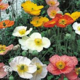 Мак голостебельный Садовый Гном