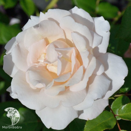 Роза Мартин Гийо