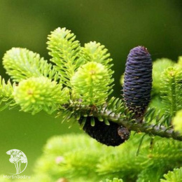 Пихта корейская Аурея