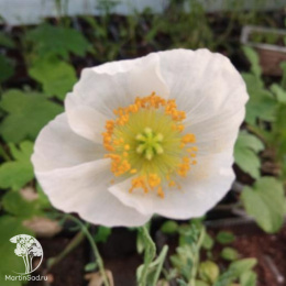 Мак голостебельный Садовый Гном