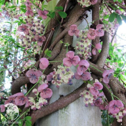 Акебия пятилисточковая Сильвер Беллз