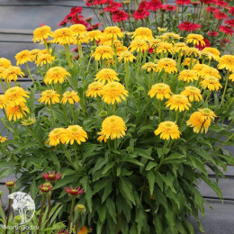 Эхинацея Лемон Дроп
