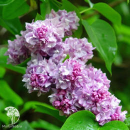 Сирень обыкновенная Катерина Хавемейер