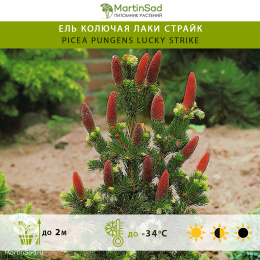 Ель колючая Лаки Страйк