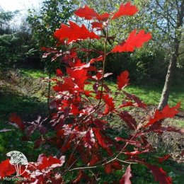 Дуб красный Эвенли Голд на штамбе