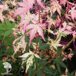 Клён веерный Асахи Зуру