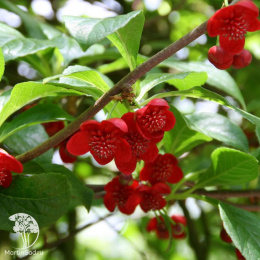 Лимонник Рубифлора Женский