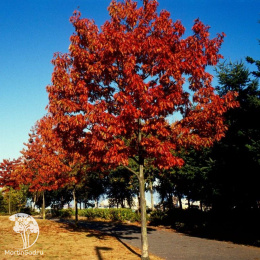 Дуб красный Волфсдонкс Прайд