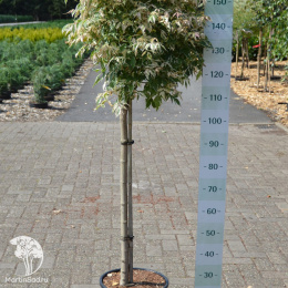 Клён ясенелистный Фламинго на штамбе