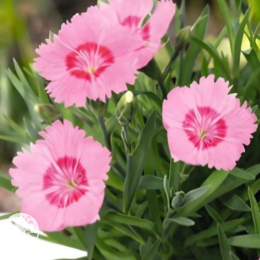 Гвоздика гратианополитанская Роуз Кварц