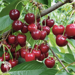 Вишня Десертная Морозовой