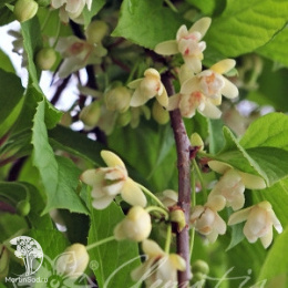 Лимонник садовый