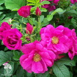 Роза морщинистая Рубра